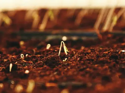 Un jardinier seme des graines de mâche dans une parcelle de potager ensoleillée en fin d'été, avec des plants de tomates en arrière-plan.