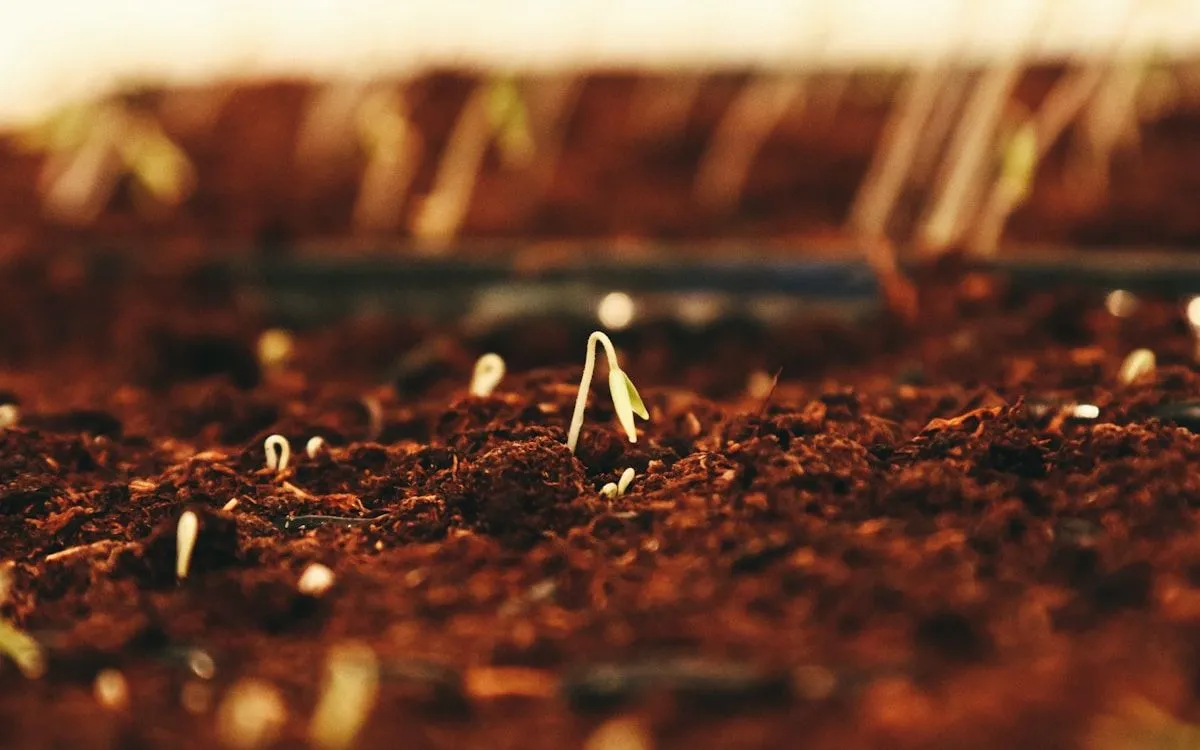Un jardinier seme des graines de mâche dans une parcelle de potager ensoleillée en fin d'été, avec des plants de tomates en arrière-plan.