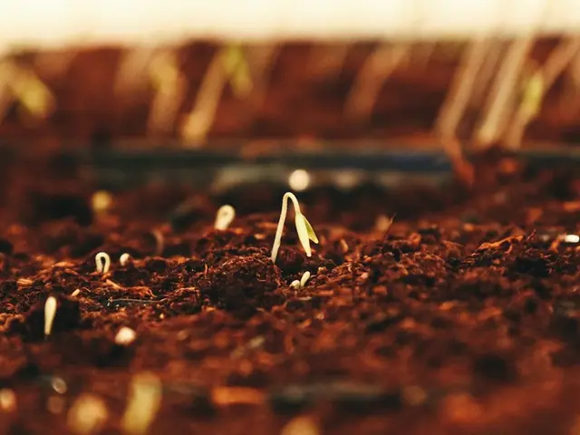 Un jardinier seme des graines de mâche dans une parcelle de potager ensoleillée en fin d'été, avec des plants de tomates en arrière-plan.