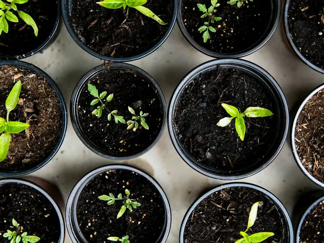 Un jardinier arrachant délicatement des pommes de terre de la terre meuble, les tubercules encore couverts de terre fraîche.