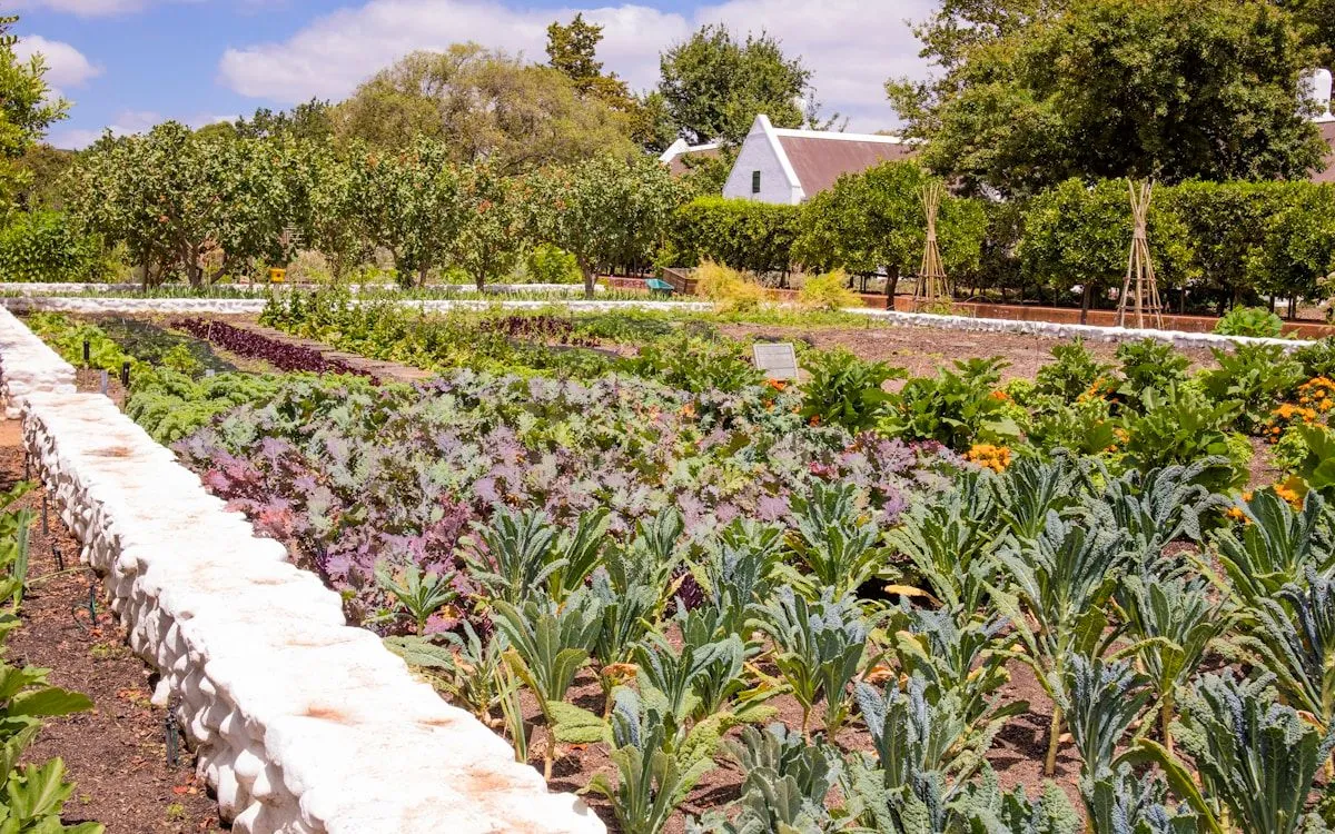Un jardinier arrosant la base de plants de tomates dans un potager bien paillé, avec un arrosoir à long bec.