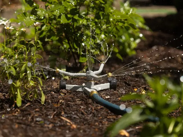 Un arrosoir en zinc déversant de l'eau au pied d'un plant de tomate bien paillé, avec le soleil du matin en arrière-plan.
