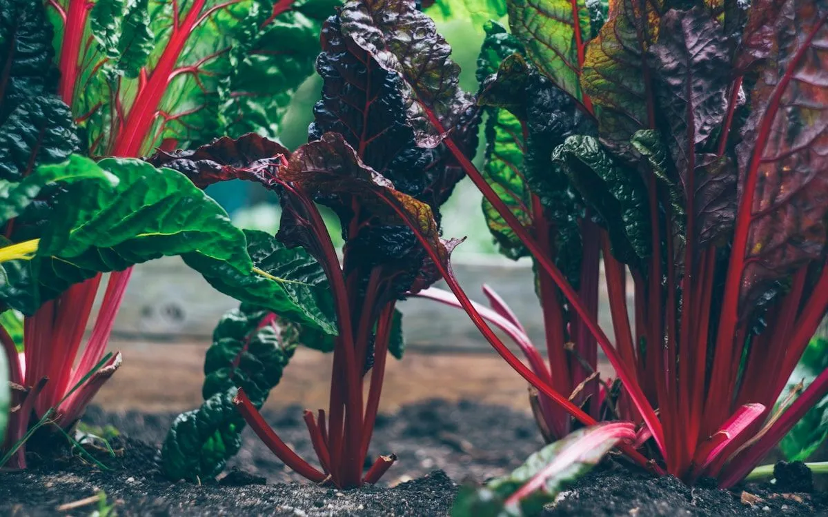 Jardinier nettoyant une parcelle de potager en automne, avec une brouette de compost à côté.