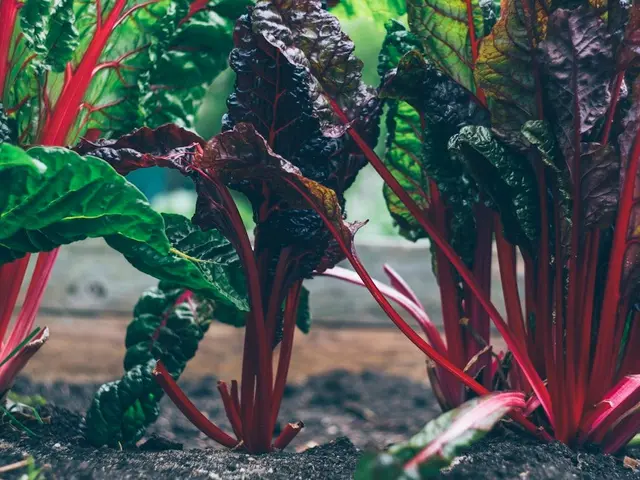 Jardinier nettoyant une parcelle de potager en automne, avec une brouette de compost à côté.
