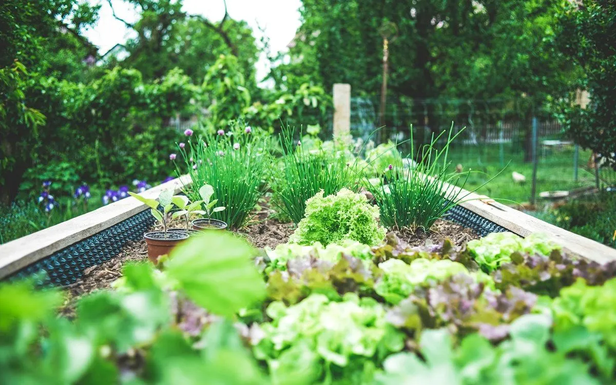 Un pied de céleri-branche au potager dont les côtes sont entourées d'un manchon en carton pour le blanchiment.