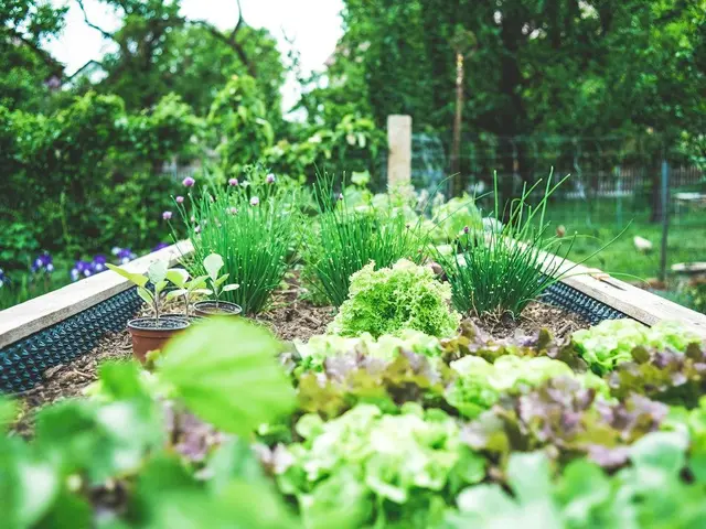 Un pied de céleri-branche au potager dont les côtes sont entourées d'un manchon en carton pour le blanchiment.