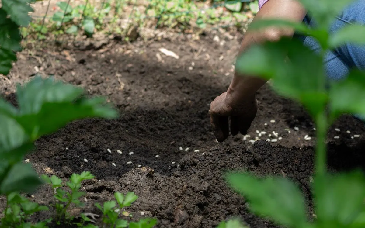Un jardinier consulte une application météo sur son smartphone avec en arrière-plan un potager luxuriant sous un soleil d'été.