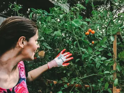 Un jardinier amène de la terre fine à la base d'une rangée de jeunes poireaux pour commencer le buttage dans son potager.