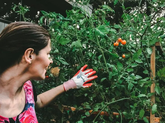Un jardinier amène de la terre fine à la base d'une rangée de jeunes poireaux pour commencer le buttage dans son potager.