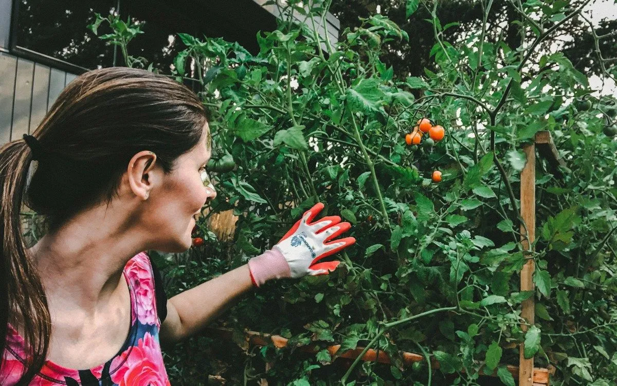 Un jardinier amène de la terre fine à la base d'une rangée de jeunes poireaux pour commencer le buttage dans son potager.