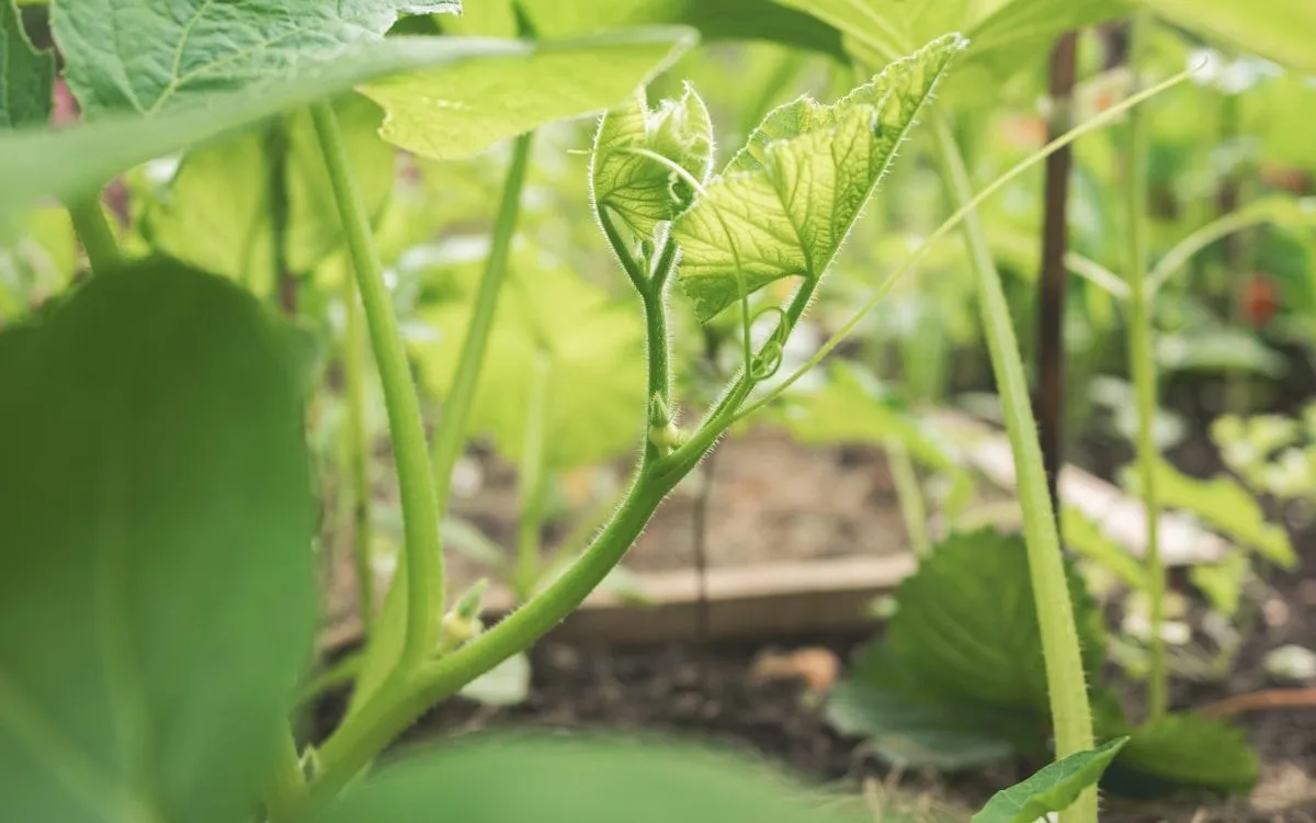 Un jardinier préparant ses semis de printemps dans des godets, avec un calendrier en arrière-plan.