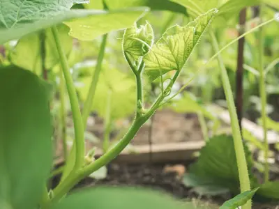 Un jardinier semant des graines de haricots nains dans un sillon de terre bien préparée.