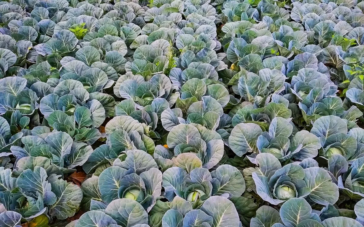 Un potager en été avec un paillage épais de paille au pied des plants de tomates et un voile d'ombrage tendu au-dessus des cultures.