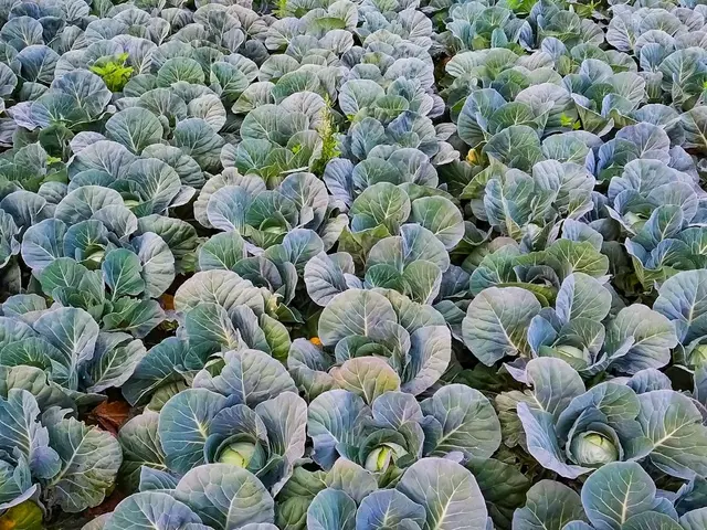 Un potager en été avec un paillage épais de paille au pied des plants de tomates et un voile d'ombrage tendu au-dessus des cultures.