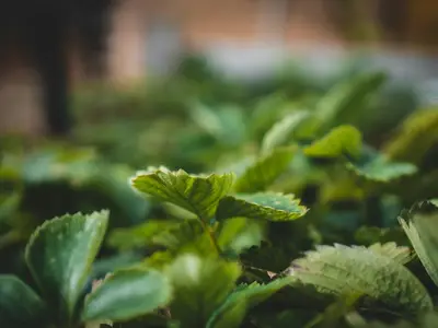 Un pied de chou de Bruxelles couvert d'une fine couche de givre, prêt pour la récolte d'hiver au potager.