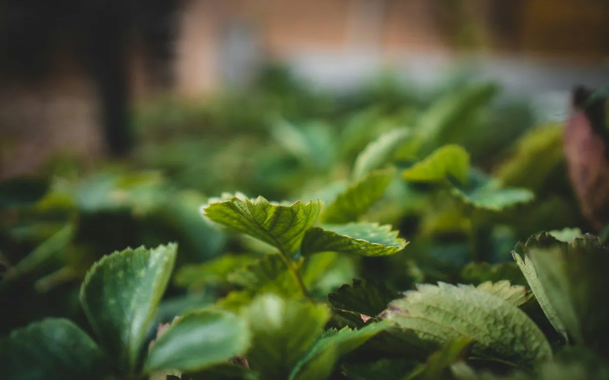 Un pied de chou de Bruxelles couvert d'une fine couche de givre, prêt pour la récolte d'hiver au potager.