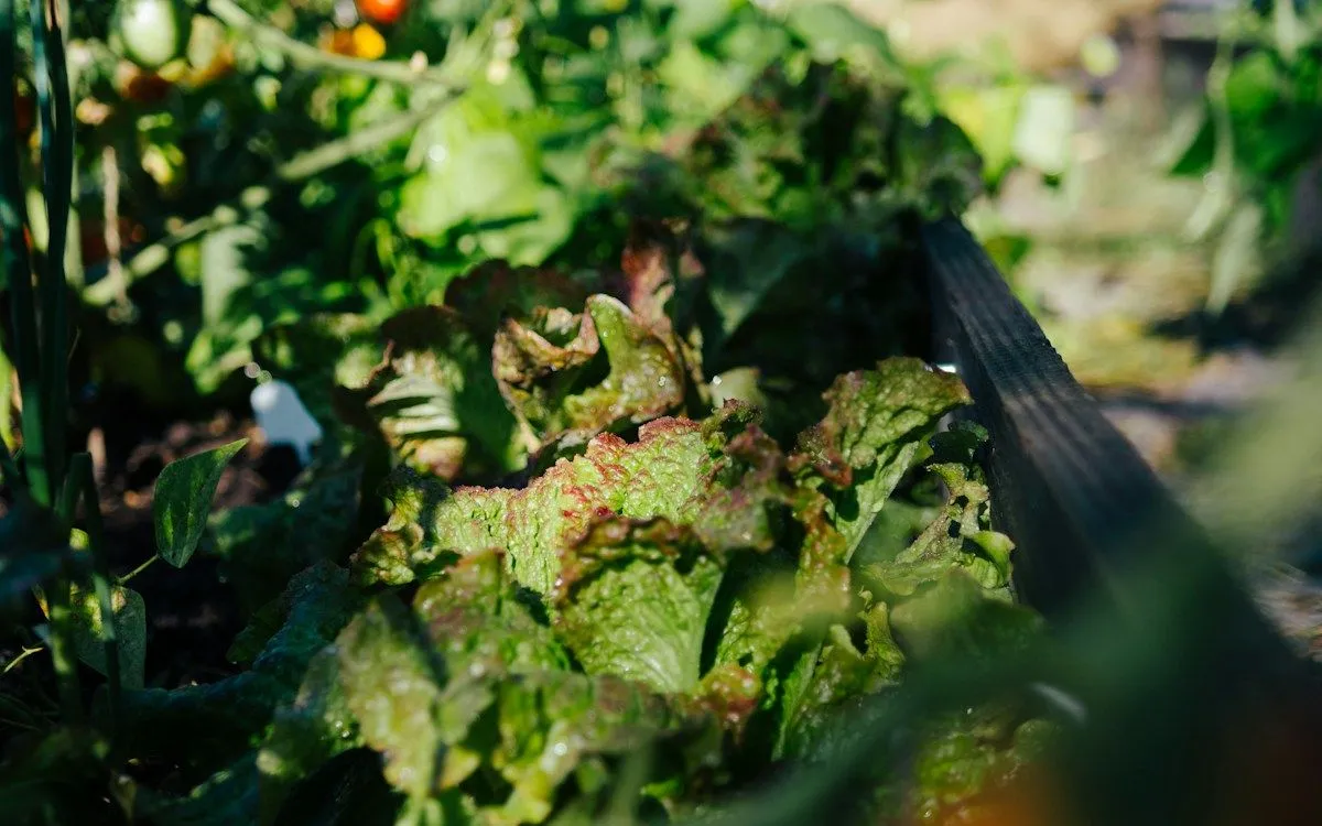 Un tas de compost riche et sombre dans un jardin potager, avec des légumes qui poussent à proximité.