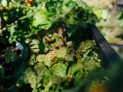 Un tas de compost riche et sombre dans un jardin potager, avec des légumes qui poussent à proximité.