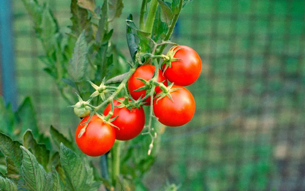 Bocaux en verre remplis de coulis de tomate maison, avec des tomates fraîches et du basilic à côté sur une table en bois.