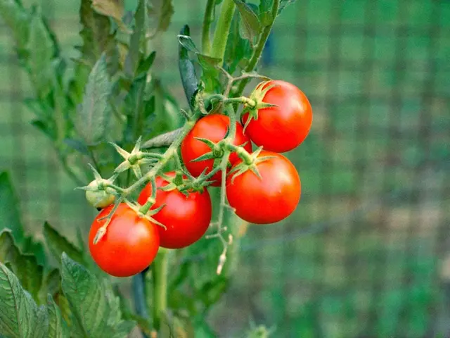 Bocaux en verre remplis de coulis de tomate maison, avec des tomates fraîches et du basilic à côté sur une table en bois.