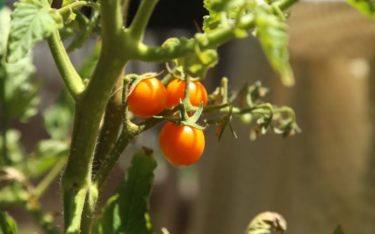 Des tomates séchées au four bien rouges et appétissantes dans un bocal en verre rempli d'huile d'olive et d'herbes aromatiques.