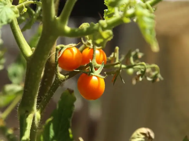 Des tomates séchées au four bien rouges et appétissantes dans un bocal en verre rempli d'huile d'olive et d'herbes aromatiques.