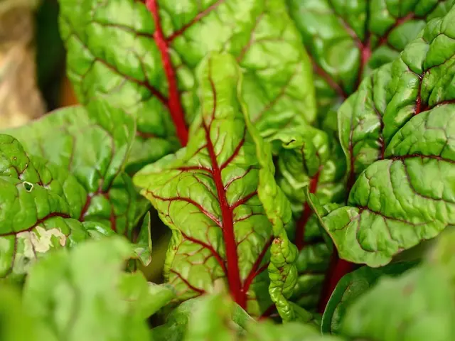 Châssis de jardin en bois fait maison avec une vieille fenêtre, protégeant de jeunes plants de salade en hiver.
