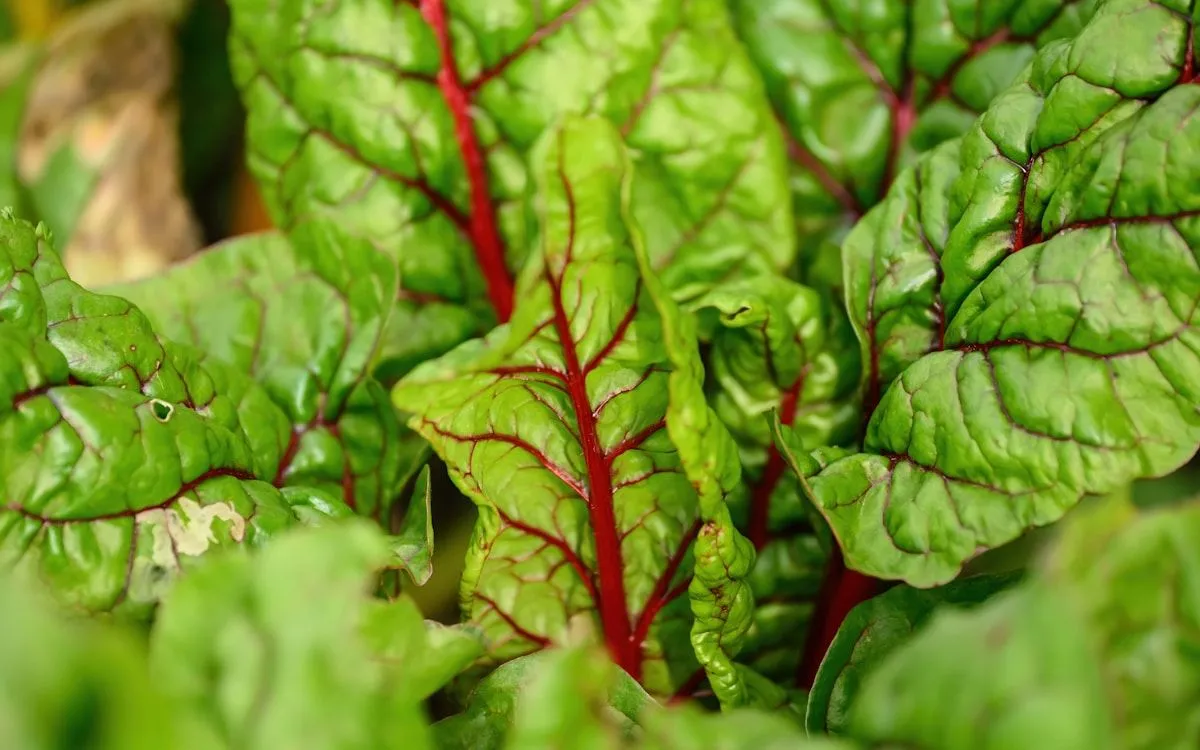 Châssis de jardin en bois fait maison avec une vieille fenêtre, protégeant de jeunes plants de salade en hiver.