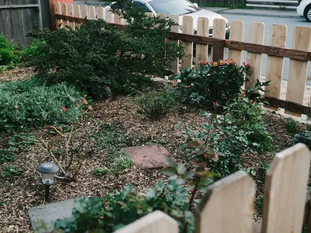 Un potager en hiver avec une parcelle couverte de paillage de paille et une autre parcelle couverte d'un engrais vert dense et vert.
