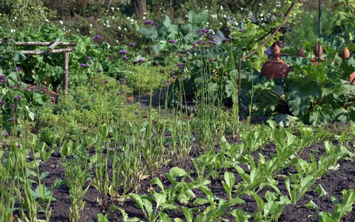 Un potager boueux et partiellement inondé après une forte pluie, avec des légumes résistants encore debout.