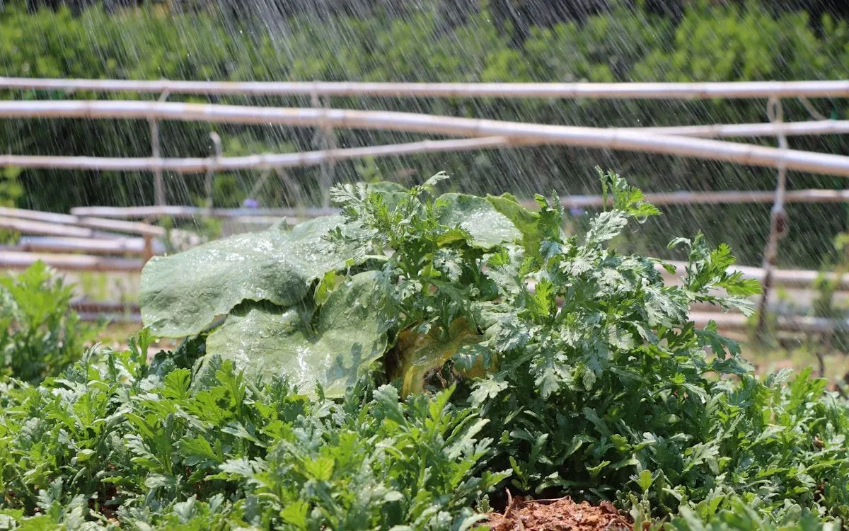 Un plant de courgette grimpant sur un treillis en bois dans un potager, avec des fruits bien visibles.