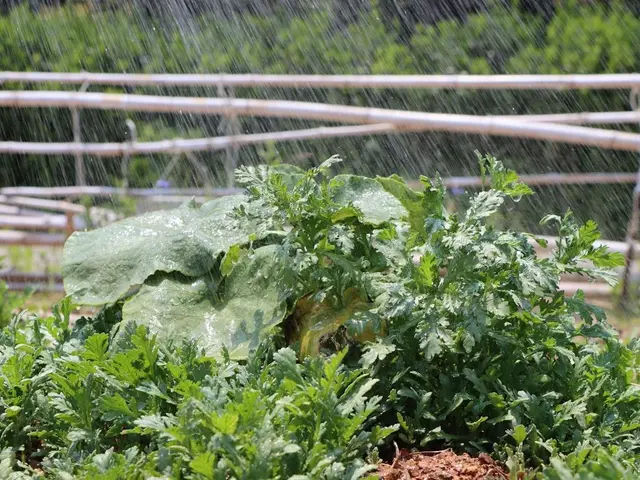 Un plant de courgette grimpant sur un treillis en bois dans un potager, avec des fruits bien visibles.