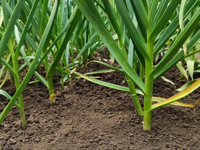 Vue d'ensemble d'un potager luxuriant en été, avec divers légumes prêts à être récoltés.