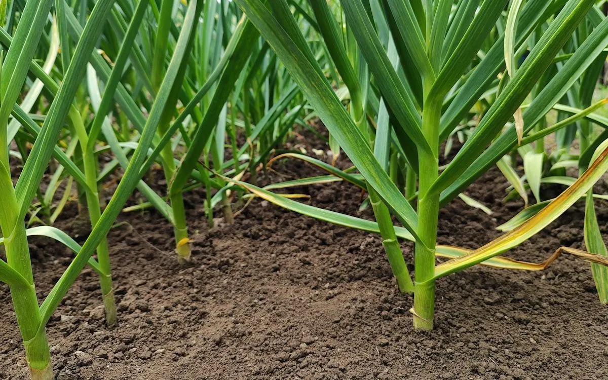 Vue d'ensemble d'un potager luxuriant en été, avec divers légumes prêts à être récoltés.