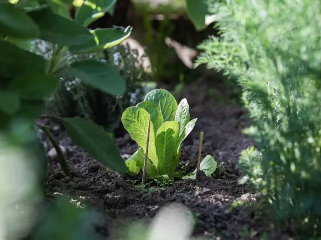Un potager protégé par un filet anti-grêle sous un ciel orageux menaçant.