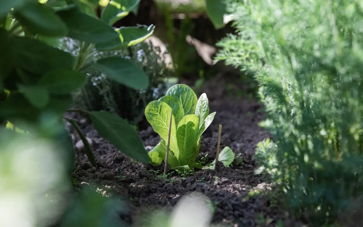 Un potager protégé par un filet anti-grêle sous un ciel orageux menaçant.