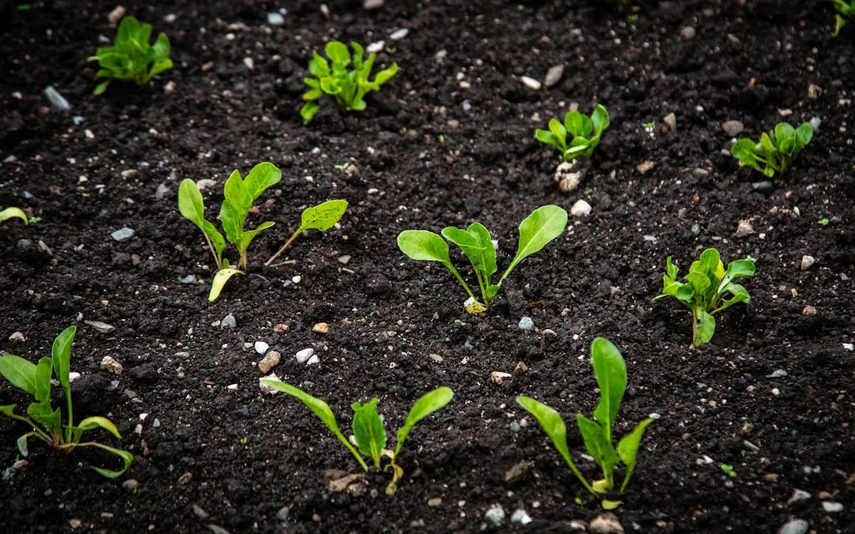 Main d'un jardinier utilisant une paire de ciseaux fins pour éclaircir de jeunes pousses de carottes dans un potager.