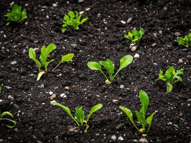 Main d'un jardinier utilisant une paire de ciseaux fins pour éclaircir de jeunes pousses de carottes dans un potager.