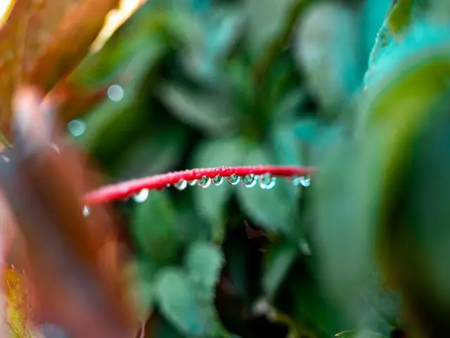 Oya en terre cuite fait maison enterré au pied d'un plant de tomate dans un potager, pour un arrosage passif et économique.