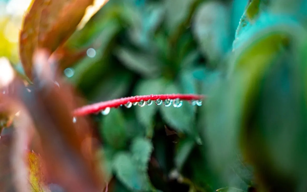 Oya en terre cuite fait maison enterré au pied d'un plant de tomate dans un potager, pour un arrosage passif et économique.