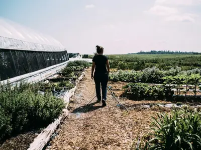 Un jardinier incline des plants de poireaux dans une tranchée (jauge) creusée dans la terre du potager pour les conserver durant l'hiver.