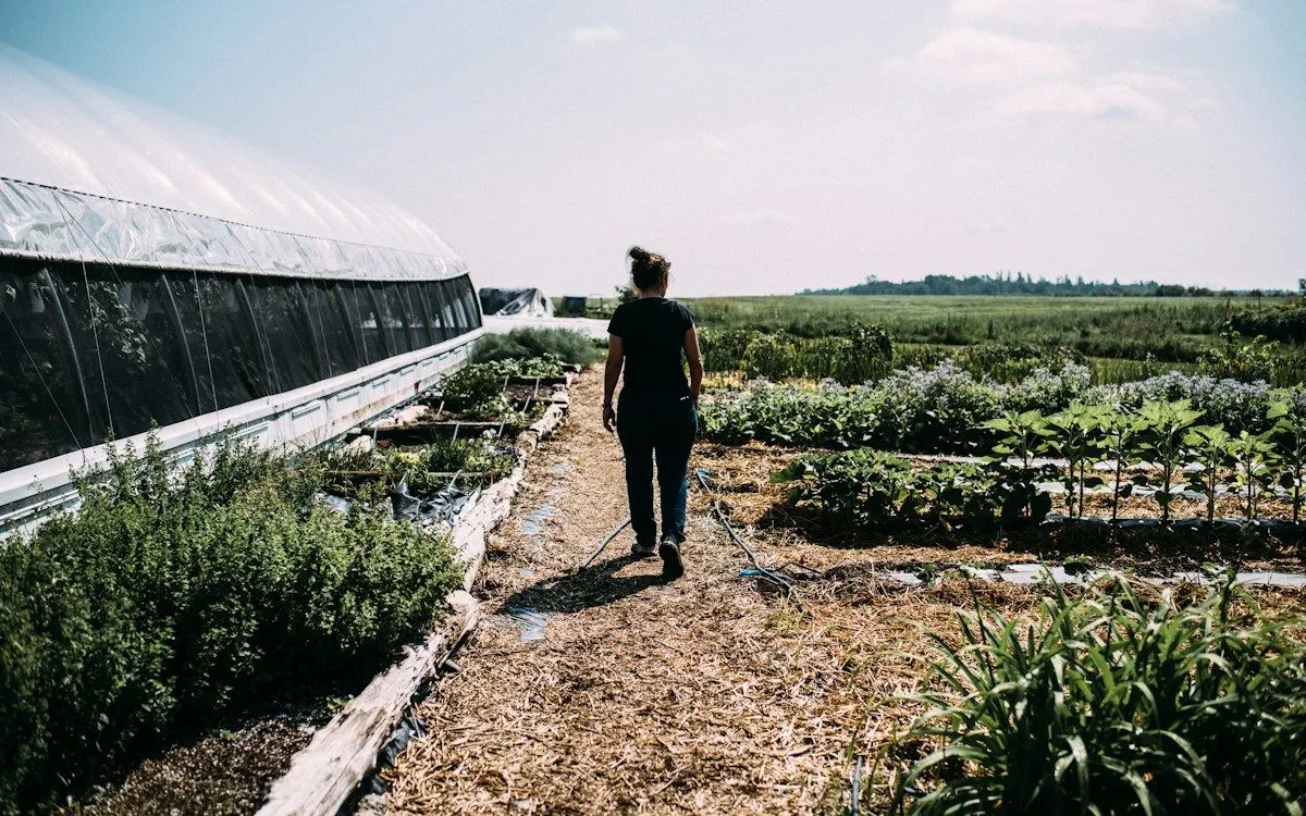 Un jardinier incline des plants de poireaux dans une tranchée (jauge) creusée dans la terre du potager pour les conserver durant l'hiver.