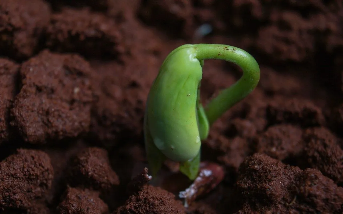 Gros plan sur des graines de fèves et de pois tenues dans la main d'un jardinier, avec un sol de potager préparé en arrière-plan en automne.