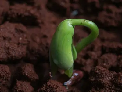 Gros plan sur des graines de fèves et de pois tenues dans la main d'un jardinier, avec un sol de potager préparé en arrière-plan en automne.