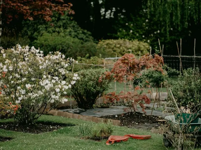 Jardinier plantant un jeune fraisier en automne, le collet est visible au ras de la terre ameublie.