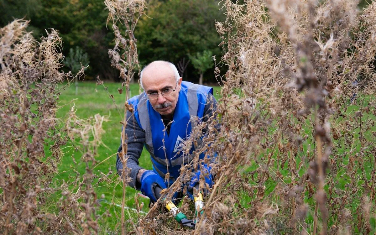Un jardinier en train de tailler une vieille canne sèche de framboisier avec un sécateur, à côté de jeunes cannes vertes.