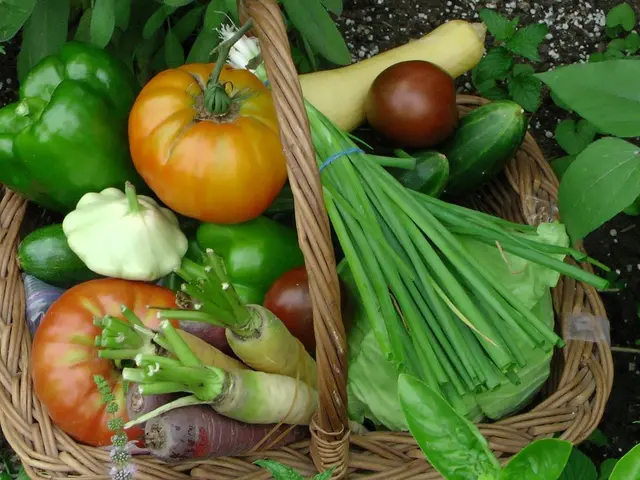 Voile d'hivernage recouvrant des jeunes plants de salade dans un potager pour les protéger d'une goutte froide printanière.