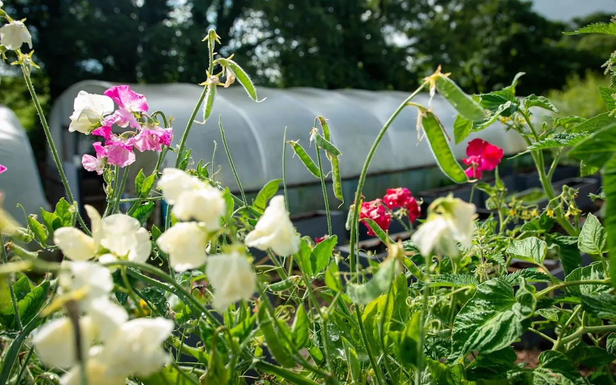 Gros plan sur des plants de haricots verts luxuriants et prêts à être récoltés dans un potager ensoleillé.