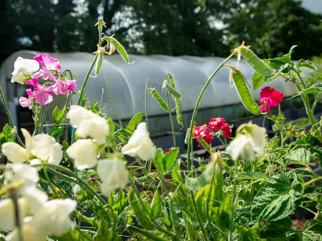 Gros plan sur des plants de haricots verts luxuriants et prêts à être récoltés dans un potager ensoleillé.