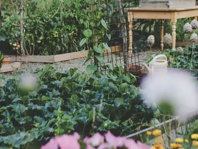 Un potager boueux et gorgé d'eau après une forte inondation, avec des plants de légumes affaissés.